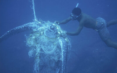 WWF-Erfolg: Künstliche Intelligenz spürt Geisternetze auf
