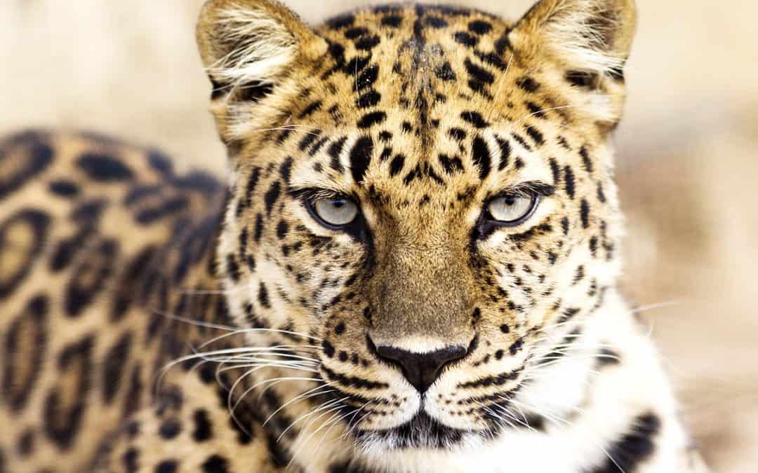 7 besondere Katzen am Weltkatzentag