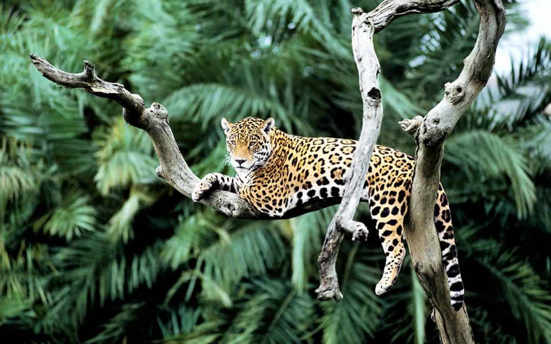 Bunt und vielfältig: Welche Arten gibt es im Amazonas-Regenwald?