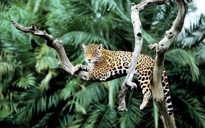 Good News: Neues Schutzgebiet in Bolivien