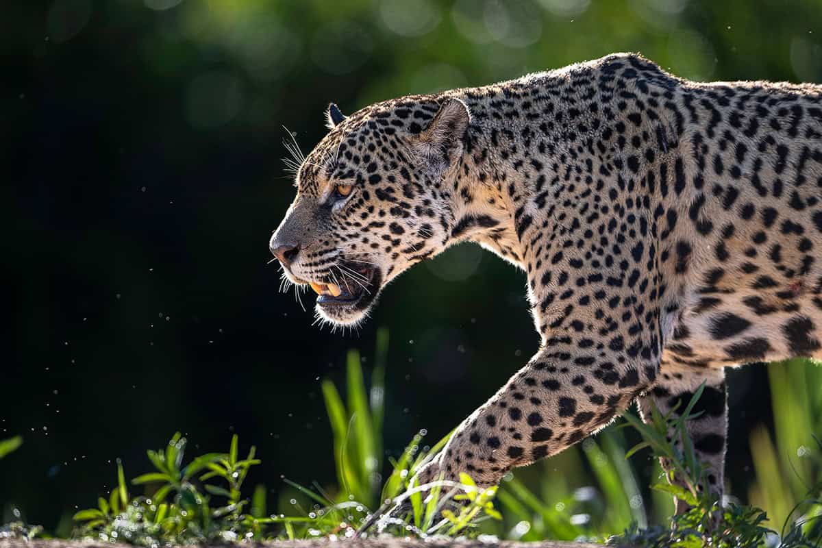 Jaguar