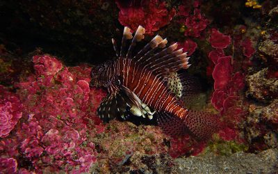 Schöner Fisch, falsches Meer