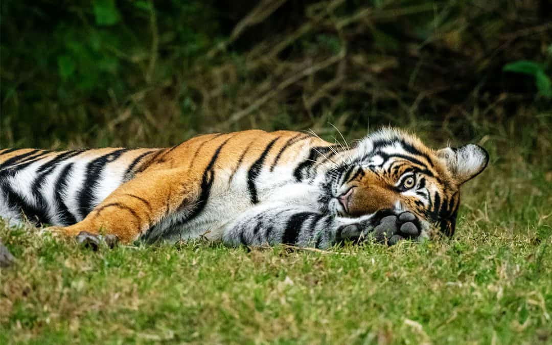 WWF-Studie: Tigerschutz ist Lebensraumschutz