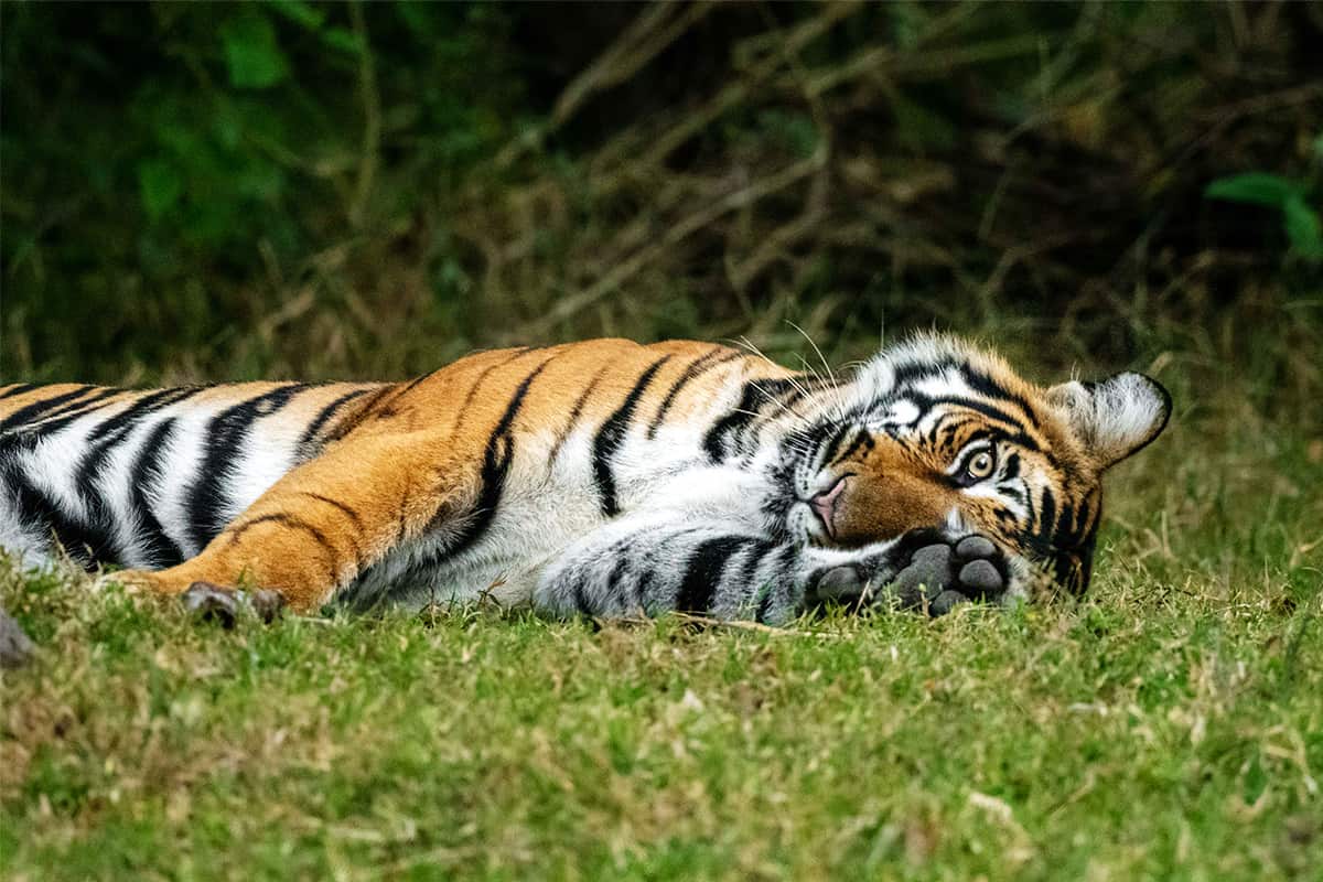 Tiger im Gras. (c) Narayanan Iyer (Naresh)/ WWF-International
