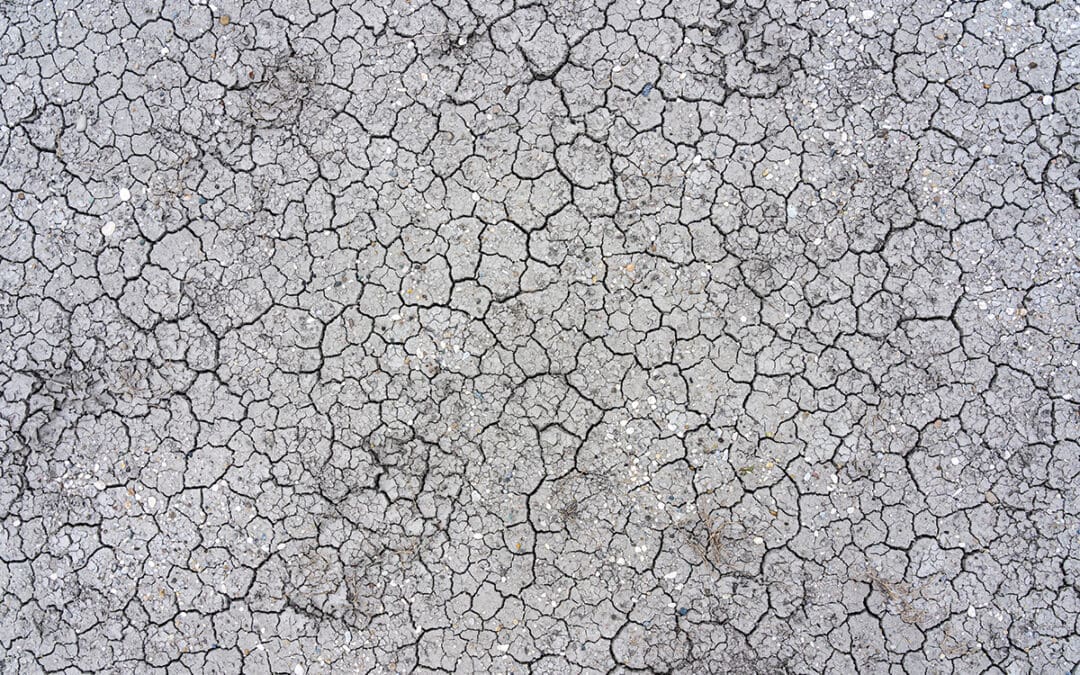Hitze und Dürre: Was bedeutet das für die Fische und die Natur?