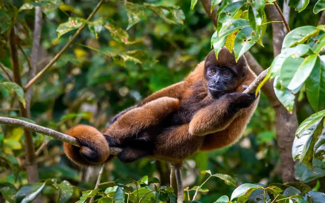 WWF warnt vor Folgen der Regenwald-Zerstörung für Artenvielfalt und Klima