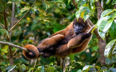 WWF warnt vor Folgen der Regenwald-Zerstörung für Artenvielfalt und Klima