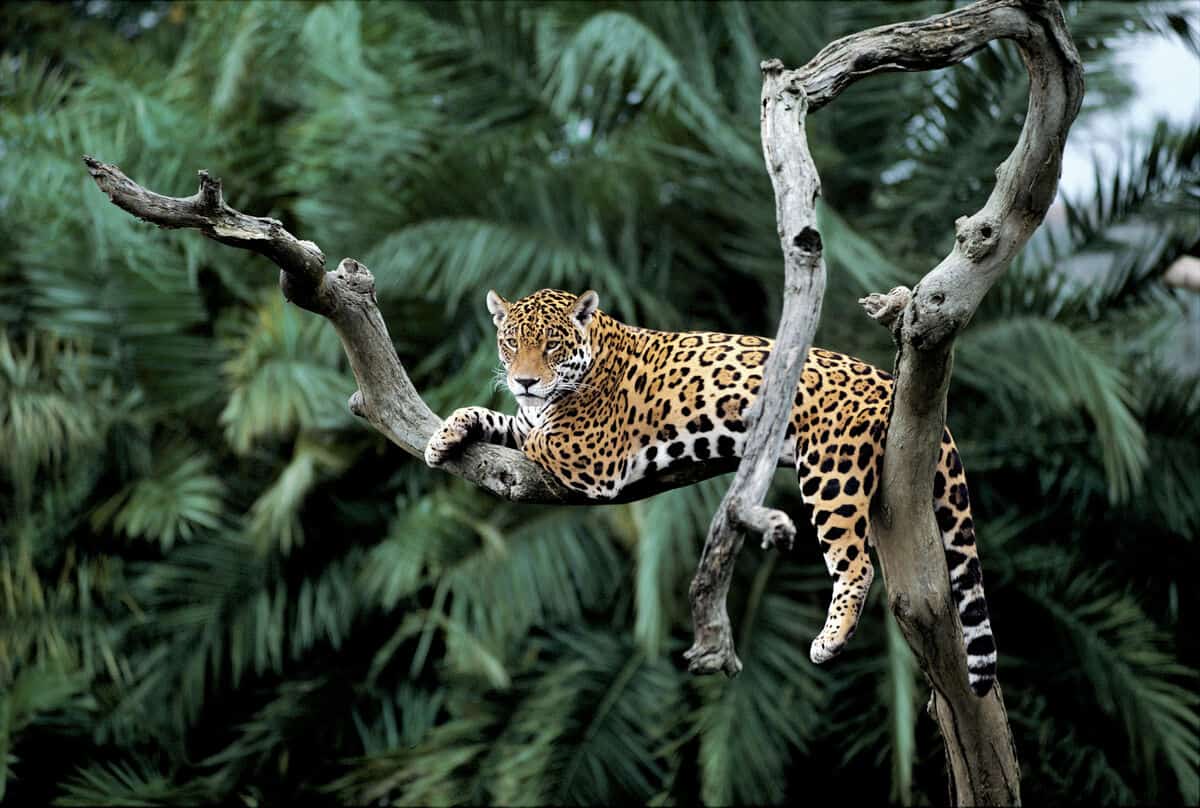 Ein Jaguar im Baum im Pantanal/Brasilien
