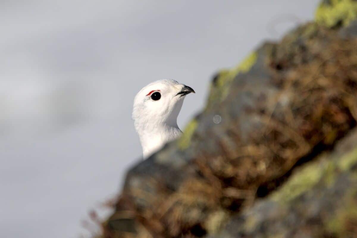 Ausbaupläne Kraftwerk Kaunertal WWF Österreich