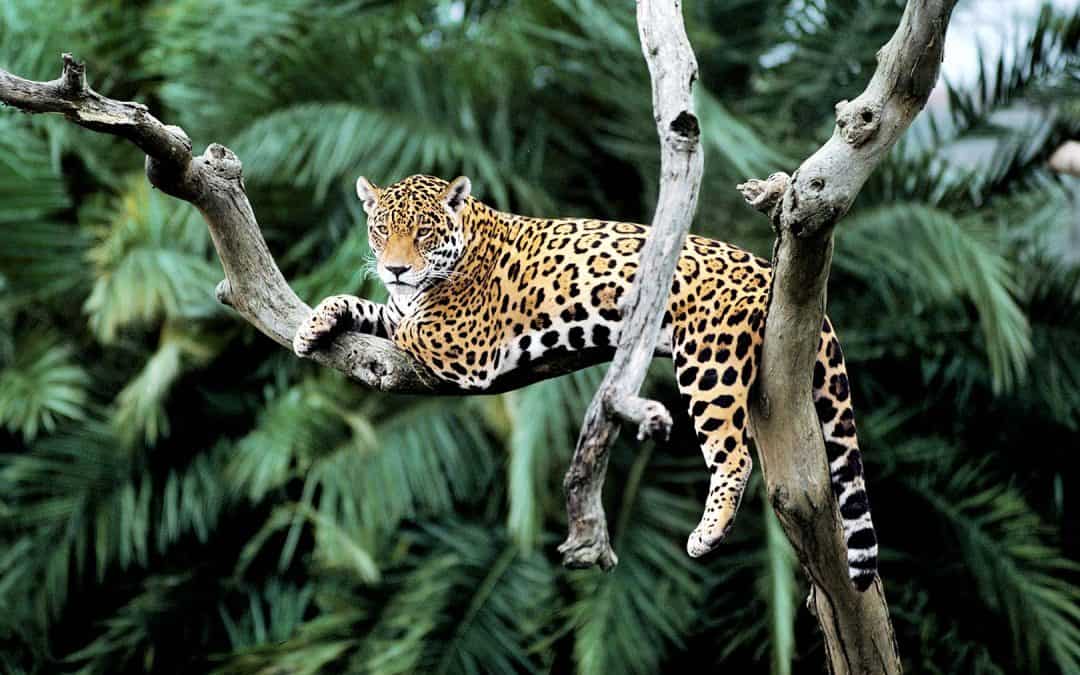 Kein Regenwald, kein Jaguar: WWF fordert Entwaldungs-Stopp im Amazonas