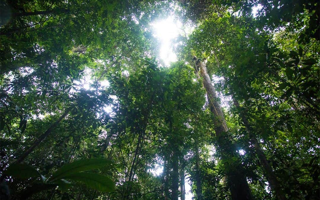 Was Banken und Finanzinstitute gegen Regenwald-Zerstörung tun können