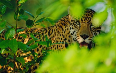 WWF-Erfolg: Zahl der Jaguare im atlantischen Regenwald stabil