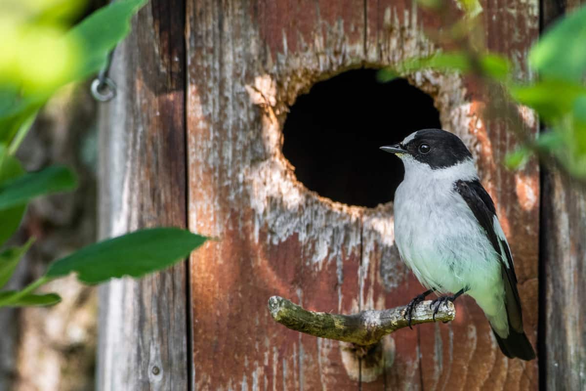 Halsbandschnäpper vor Nistkasten © AdobeStock_400010733 Biotopbäume