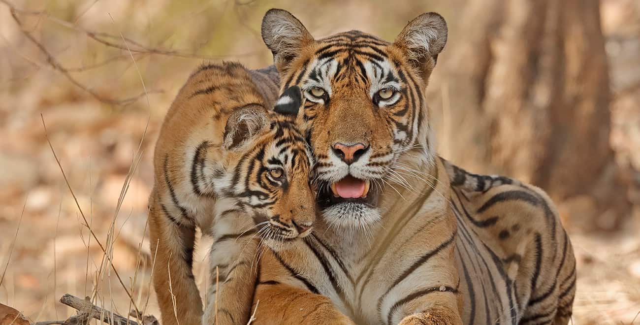 Ein Bengalischer Tiger mit Jungtier