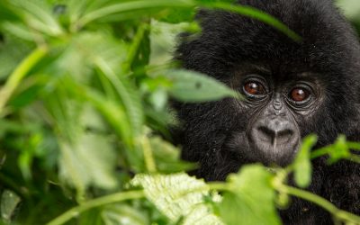 Team Panda präsentiert den WWF-„Living Planet Report“: Was jetzt für den Schutz der Natur getan werden muss