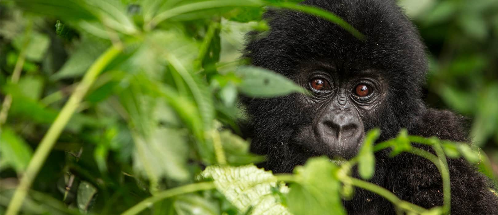 Ein Gorilla hinter Blättern © Paul Robinson