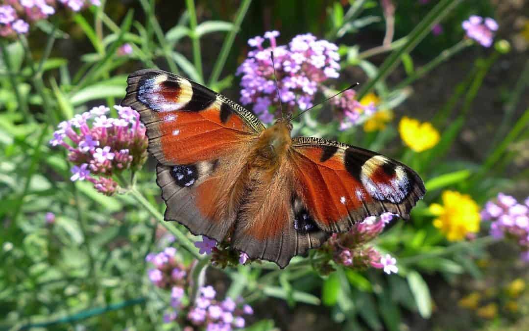 Biodiversitäts-Strategie: WWF fordert rasche Umsetzung