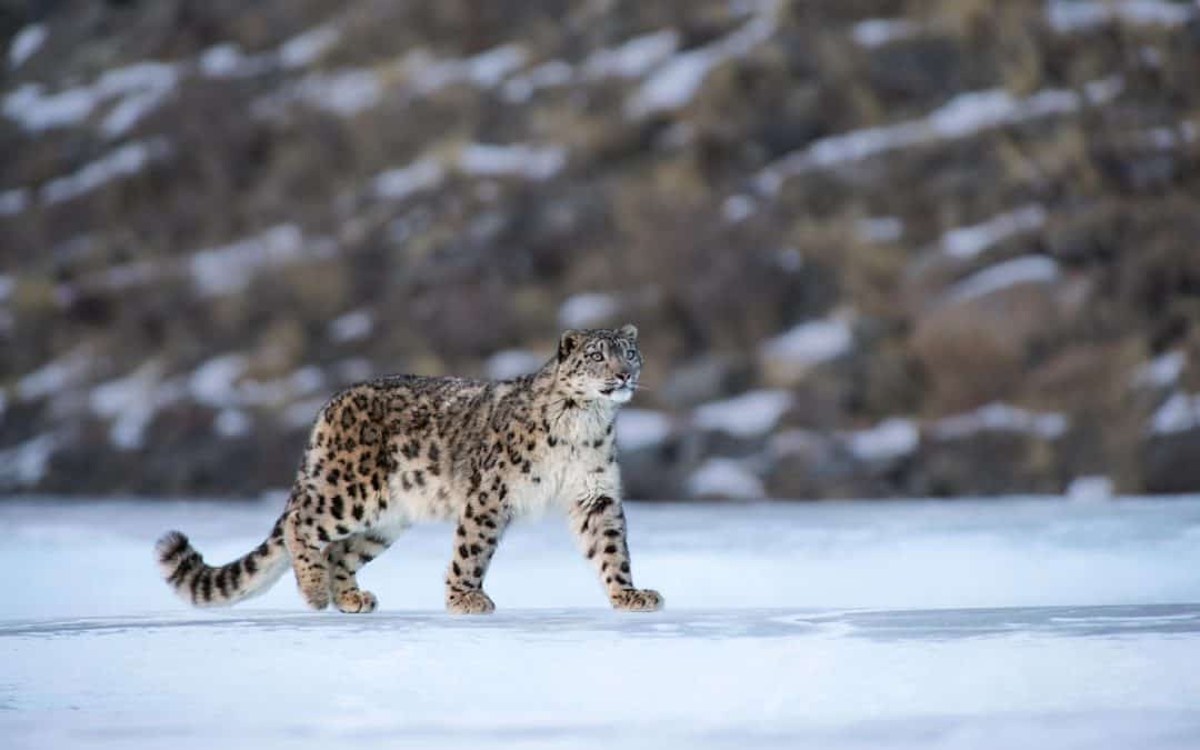 Good News: Erfolgreiche Schneeleoparden-Zählungen in Nepal und Indien