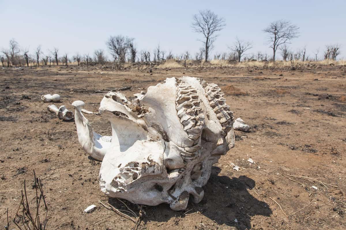 Skelett in einer afrikanischen Wüste.