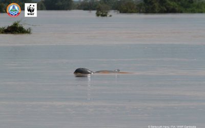 Kleiner Delfin, große Hoffnung in Kambodscha