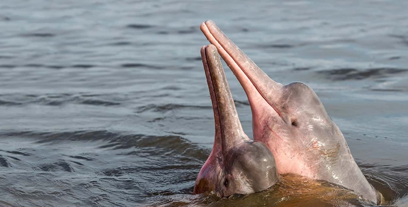 Zwei Amazonas-Flussdelfine © Shutterstock/Coulanges/WWF-SE
