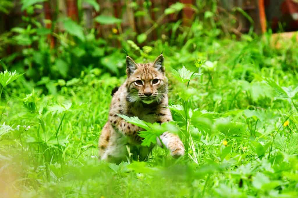 Luchs mit Jungtieren (c) AdobeStock 26909295