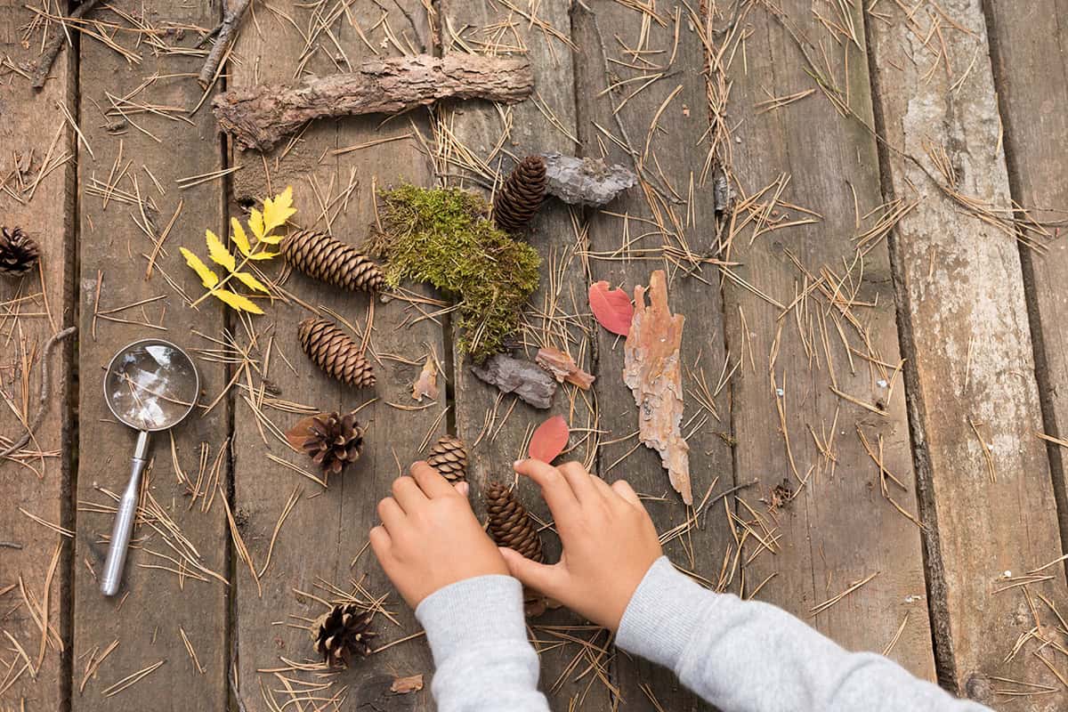 Naturschätze - Getrocknete Blätter und Tannenzapfen