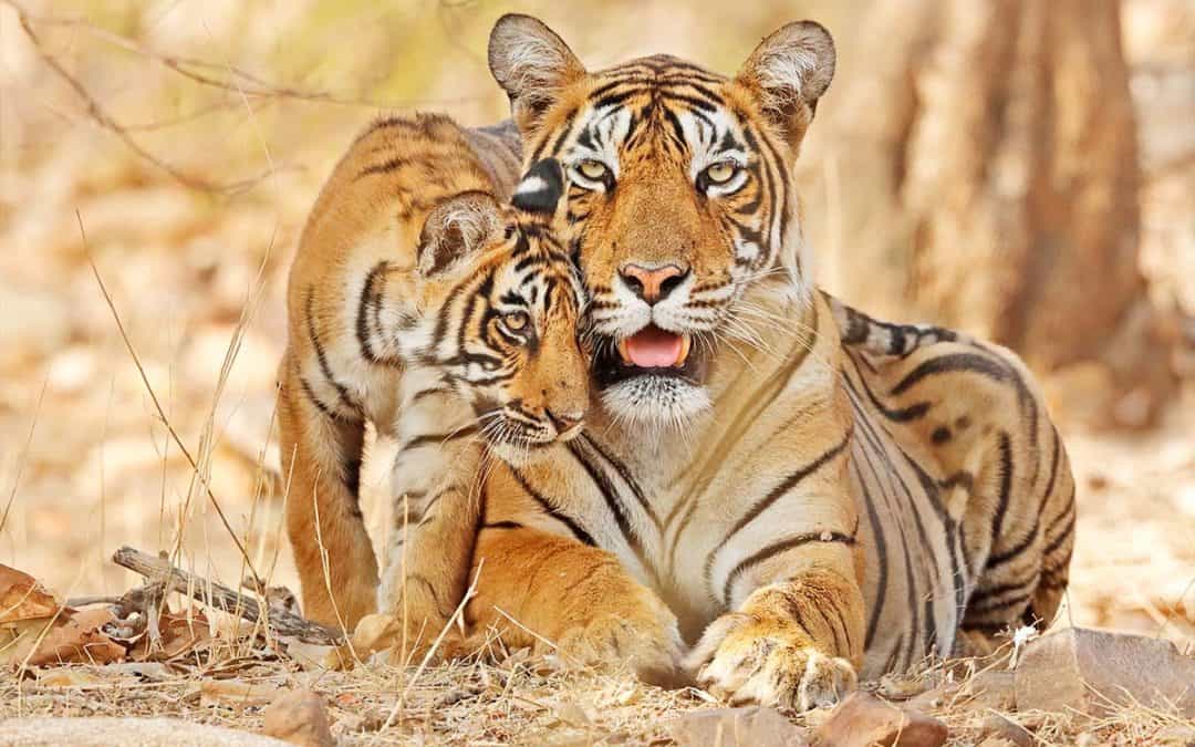 Good News: Zahl der Tiger in Bhutan gestiegen