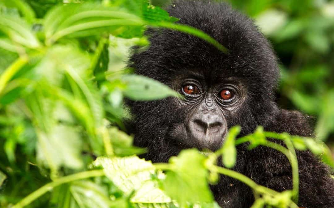 WWF Living Planet Report zeigt dramatischen Einbruch von Wildtier-Beständen weltweit