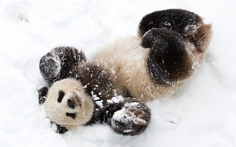 Ein Großer Panda wälzt sich im Schnee