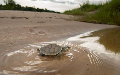 Bild der Woche: Kleine Flussschildkröten in Freiheit
