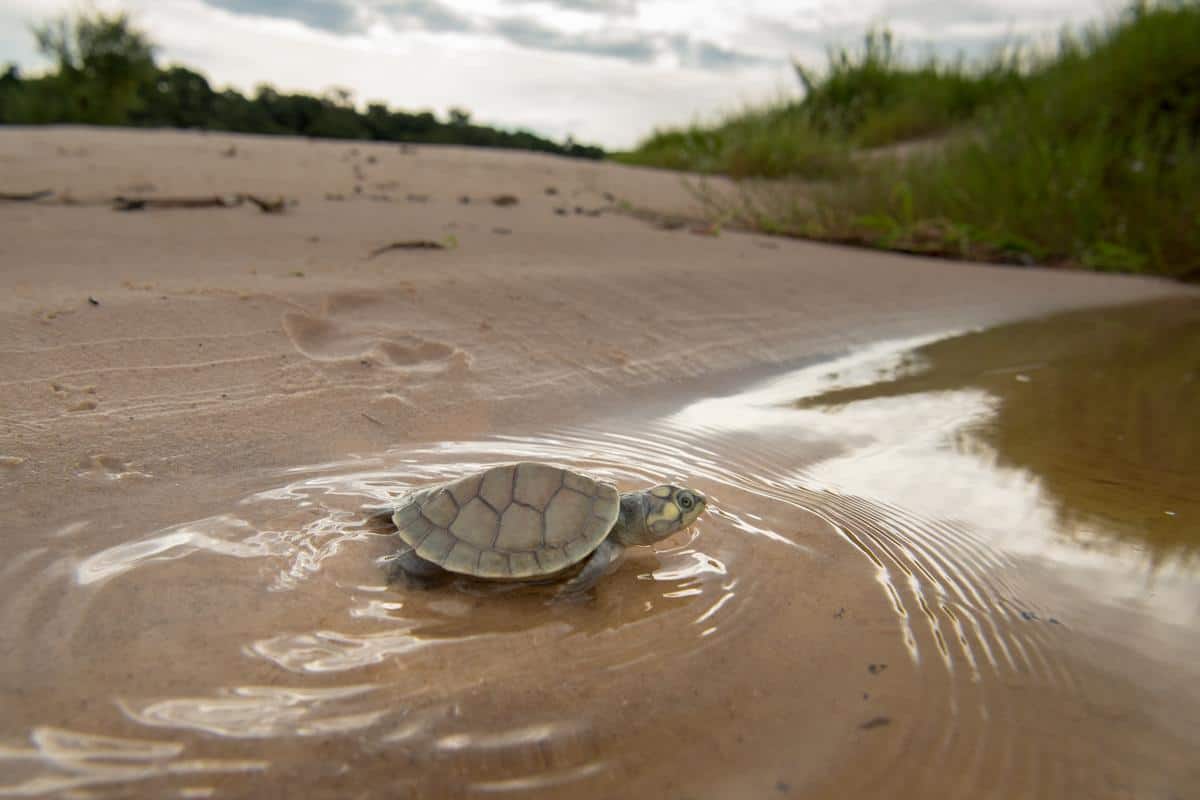 Arrau Schildkröte am Strand. (c) Jaime Rojo/WWF US