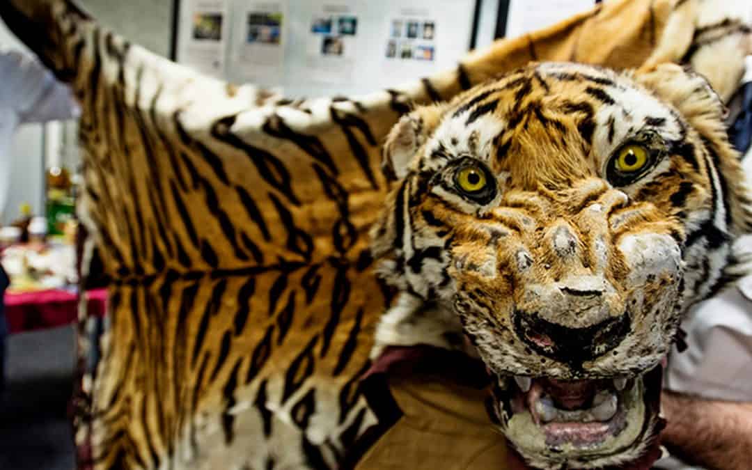Bestürzende Trends im Tigerhandel:Interview mit WWF-Expertin Heather Sohl