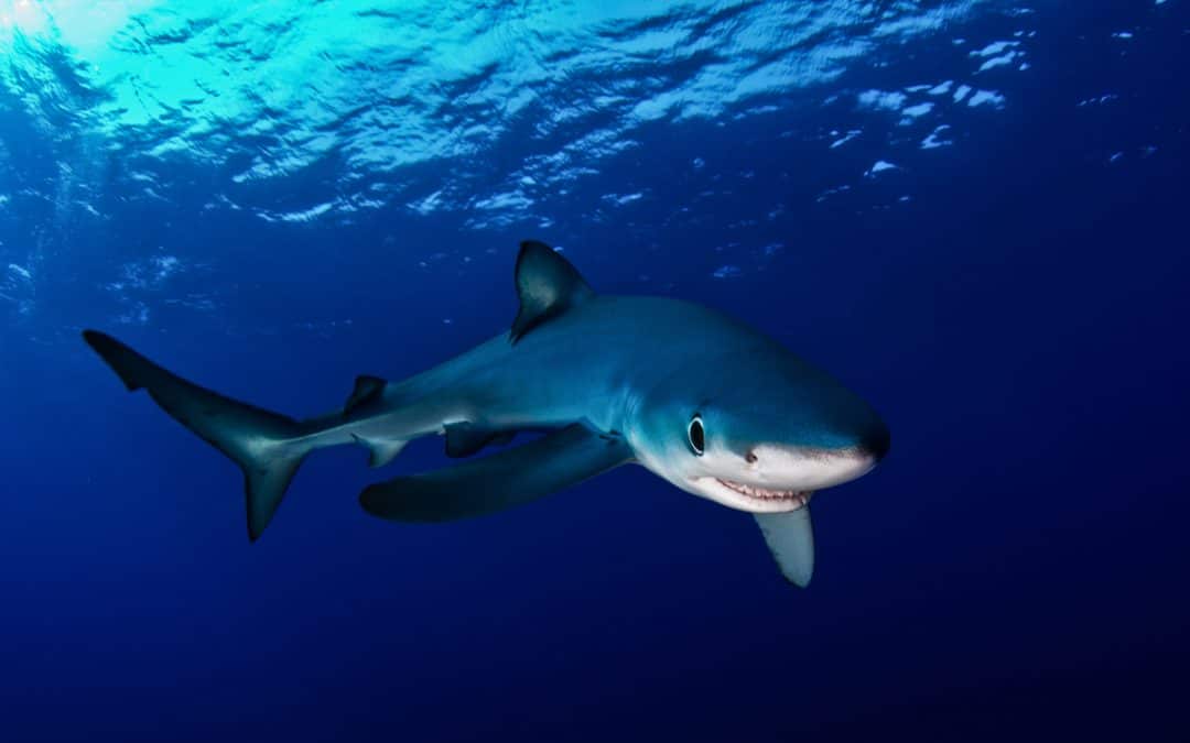 Bild der Woche: Meilenstein im Kampf gegen Hai-Handel