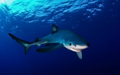 Erfolg: Besserer Schutz für Haie!