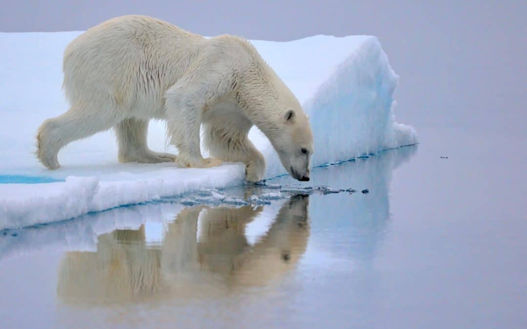 Fotostrecke: Wie der WWF die Eisbären schützt