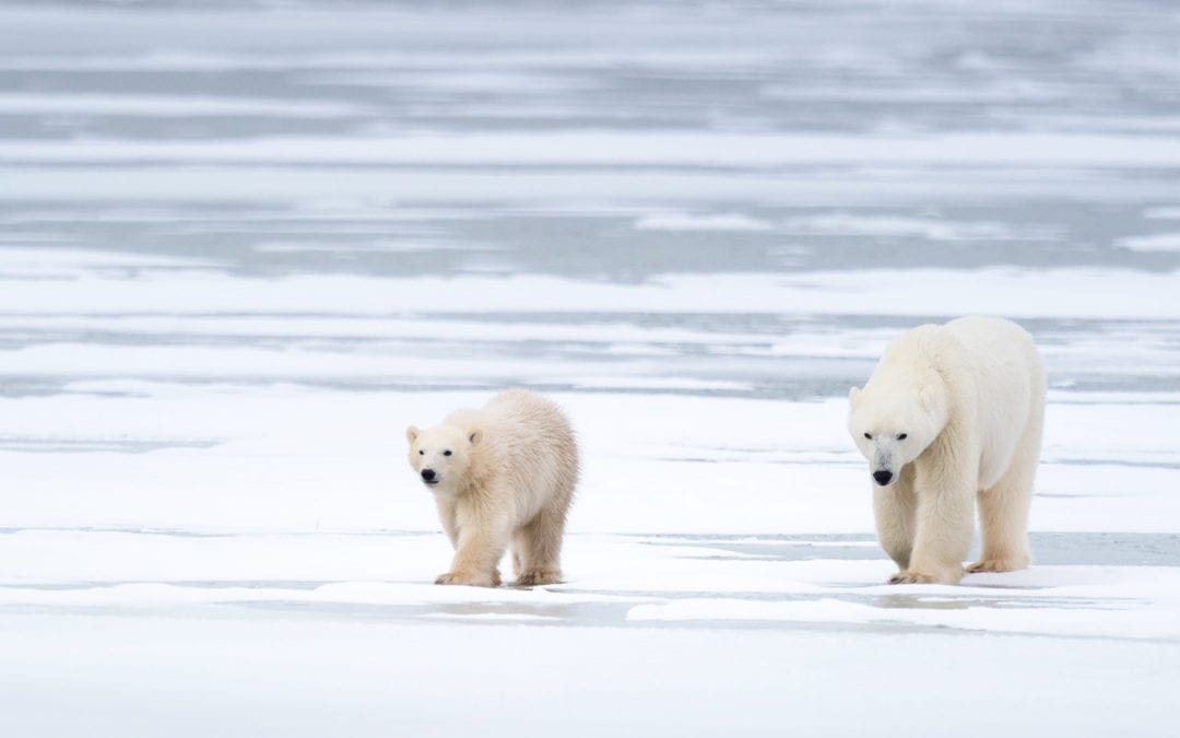 WWF-Erfolg: Weniger Konflikte zwischen Inuit und Eisbären