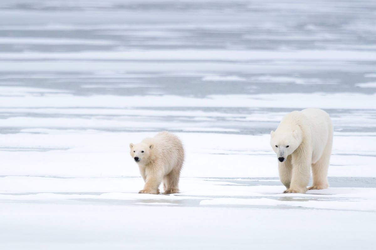 Eisbären. (c) Richard Barrett/WWF UK