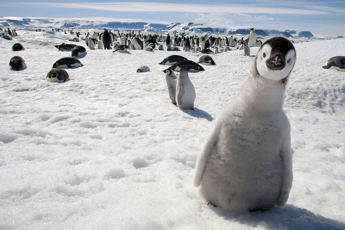 Pinguin-Junges schaut direkt in die Kamera