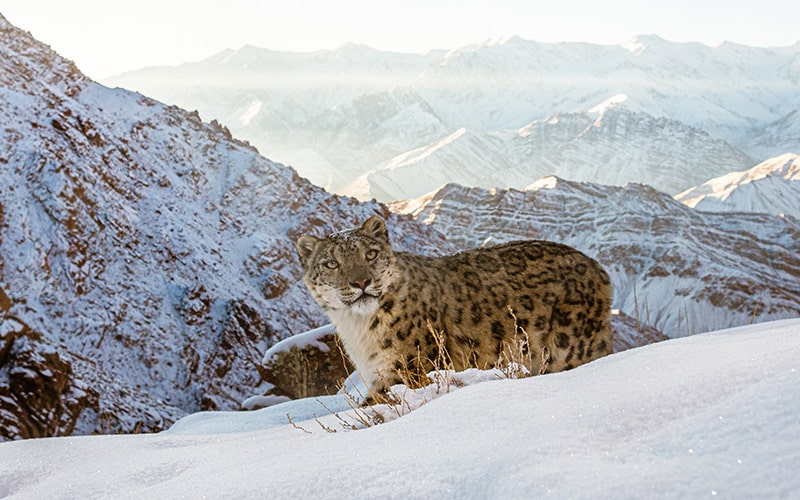 Schneeleopard