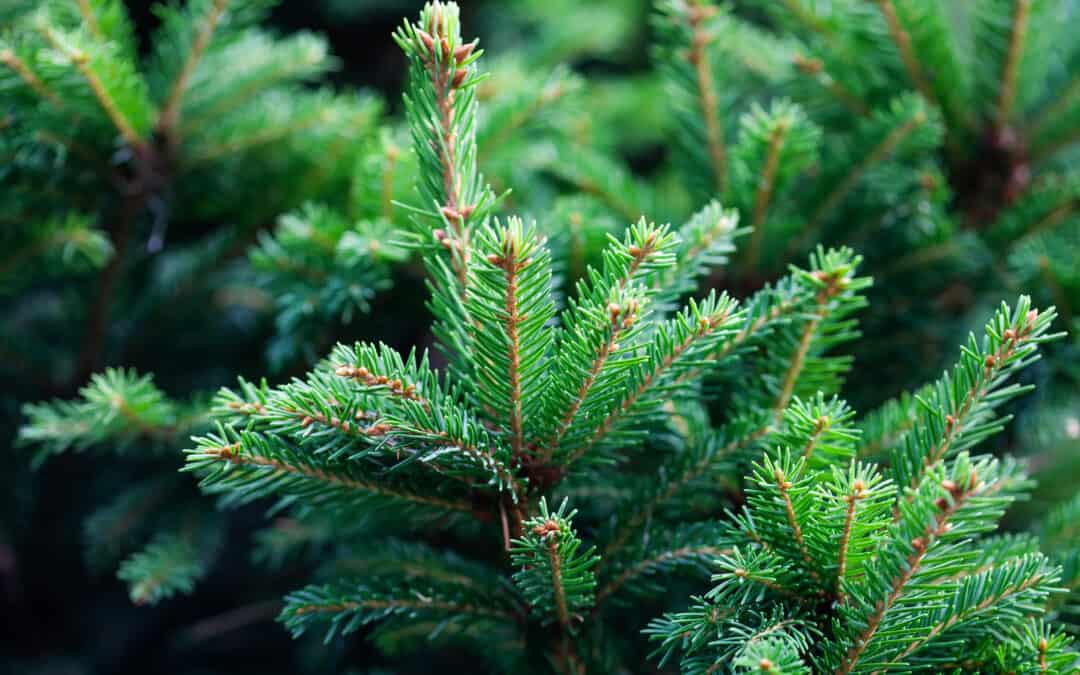 Fünf WWF-Tipps für umweltschonenden Christbaumkauf