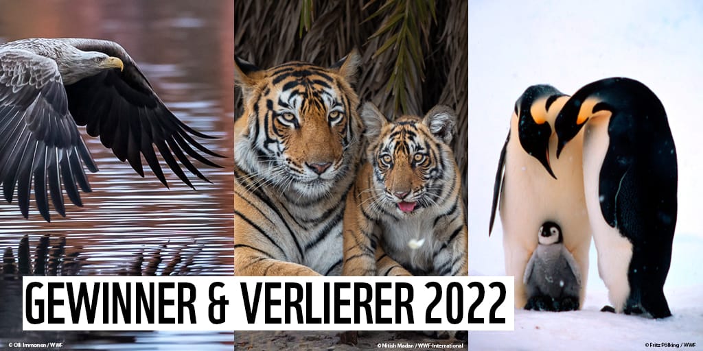 WWF-Bilanz: Diese Tiere sind die Gewinner und Verlierer des Jahres 2022