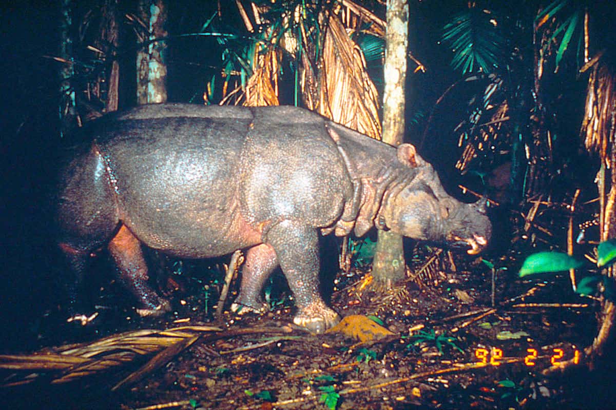 Das letzte Java-Nashorn (c) Mike Griffiths/WWF-Canon