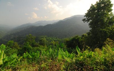 WWF warnt vor Folgen der Regenwald-Zerstörung für Klima und Artenvielfalt