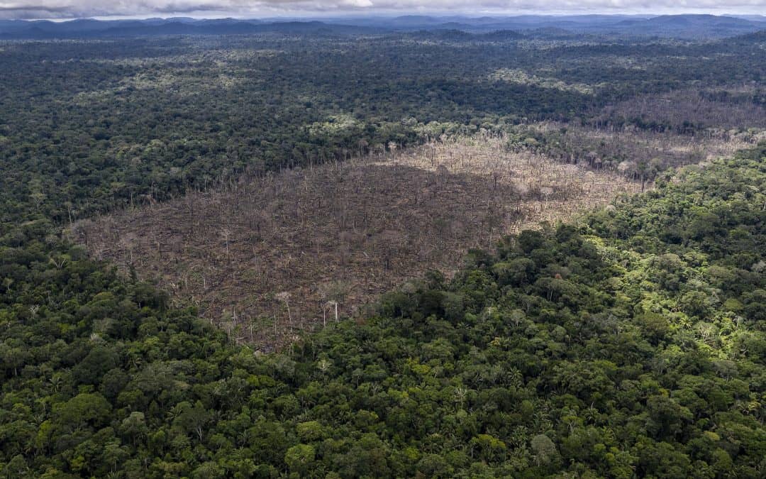 EU-Waldschutzgesetz: Warum die Einigung ein großer Durchbruch ist