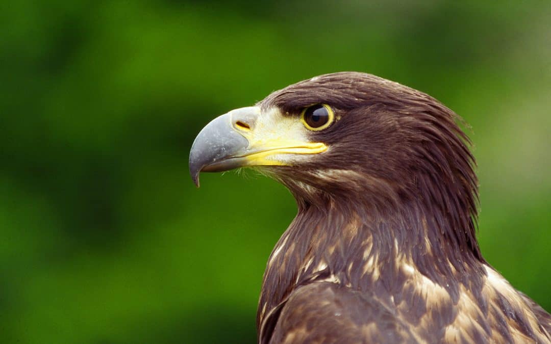 Good News: Seeadler nutzen Natura 2000-Gebiete