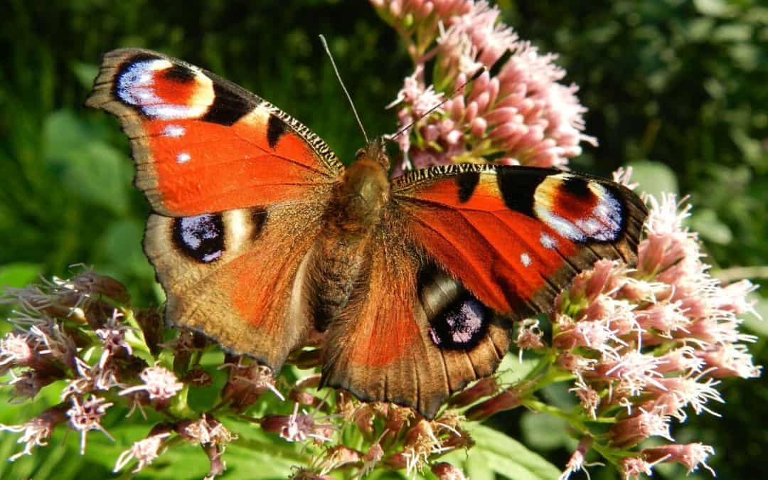 Biodiversitäts-Strategie: WWF fordert rasche Umsetzung