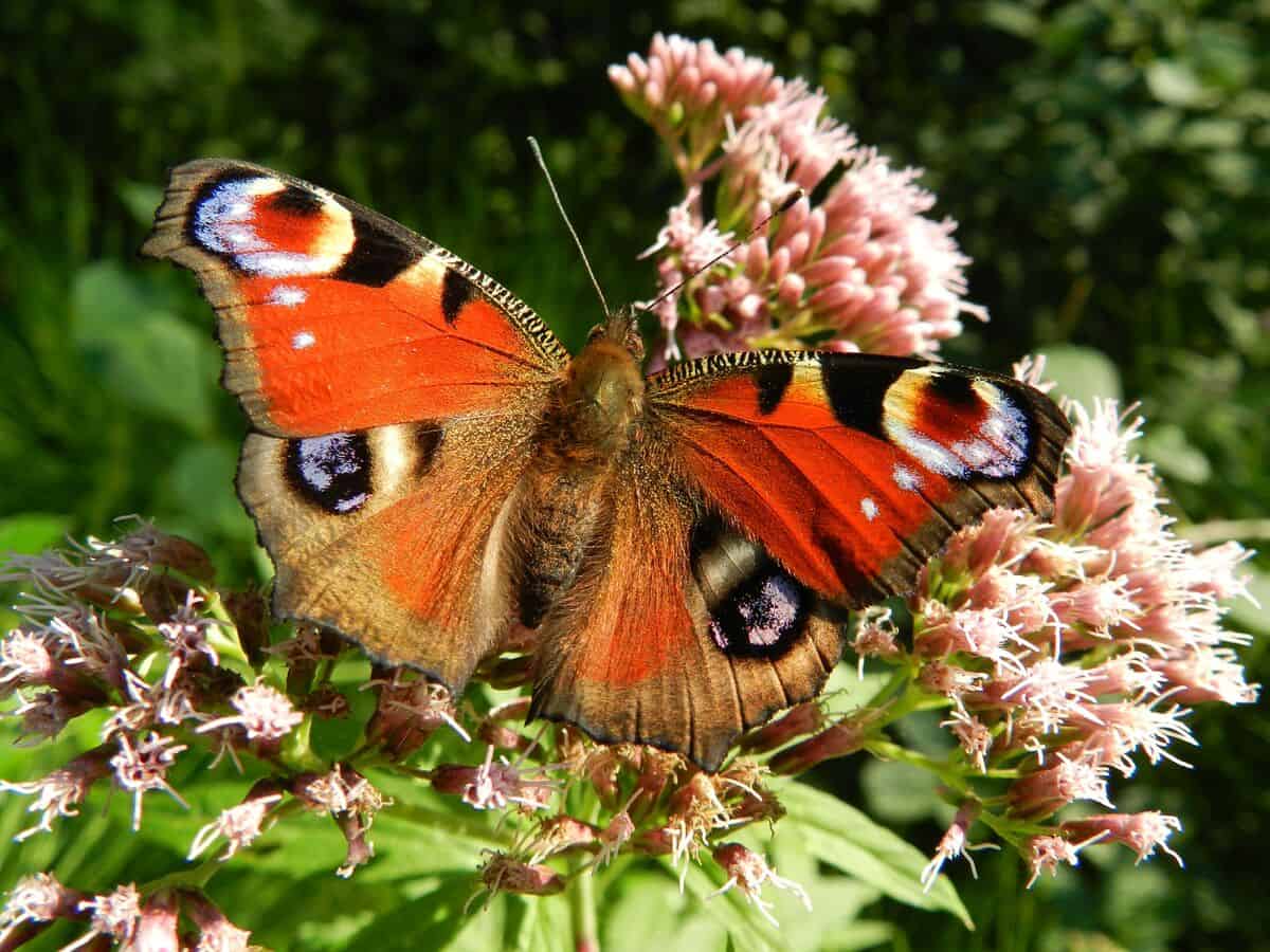 butterfly-c-pixabay