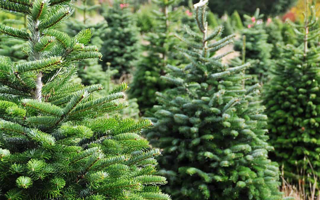 5 WWF-Tipps für den Christbaumkauf