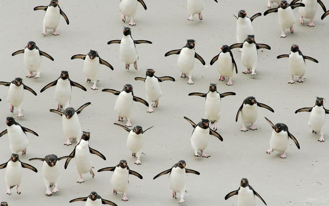 Referat die Pinguine